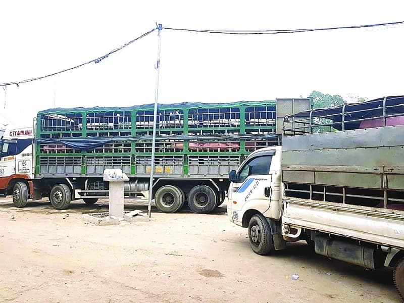 Pig importers investigated for evading quarantine