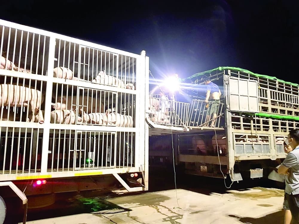 Thousands of imported pigs not gone through quarantine