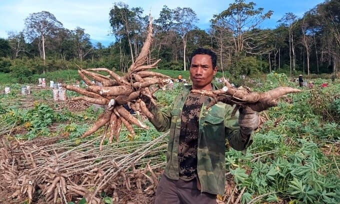 Cassava exports, prices jump on surging China demand