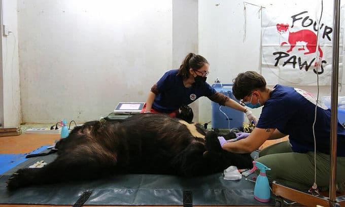 Two moon bears enjoy freedom after years in captivity
