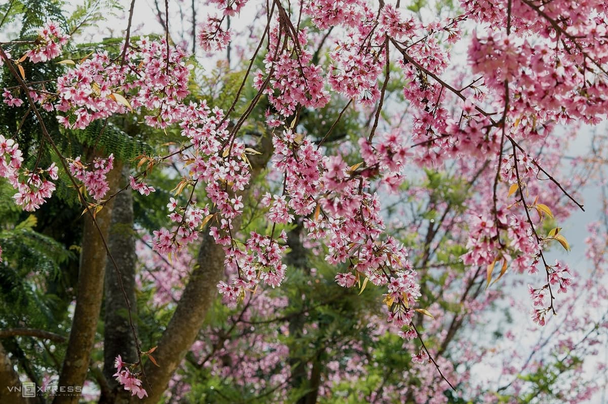 Vietnam designated a spring flower hotspot in Asia