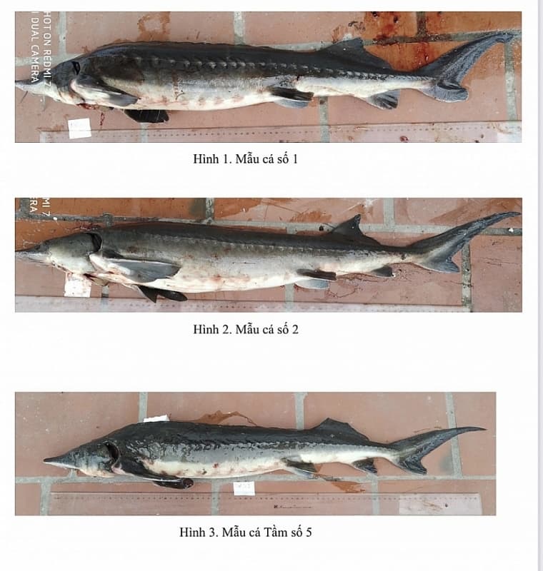 Cooperate to strictly control import shipments of sturgeon, taking sample at import border gate