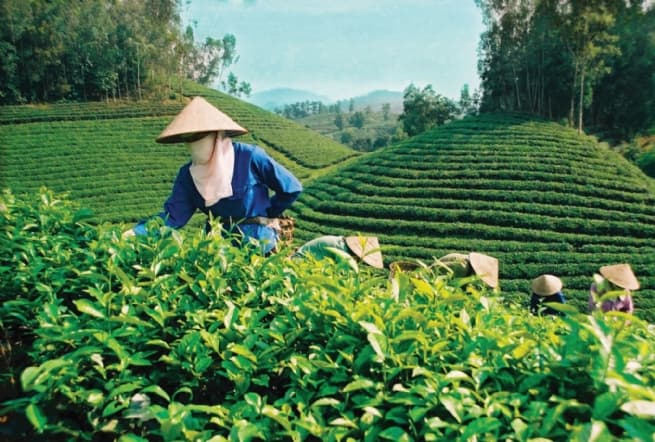 Huu Hao Tea Co., Ltd Globalizing Local Tea