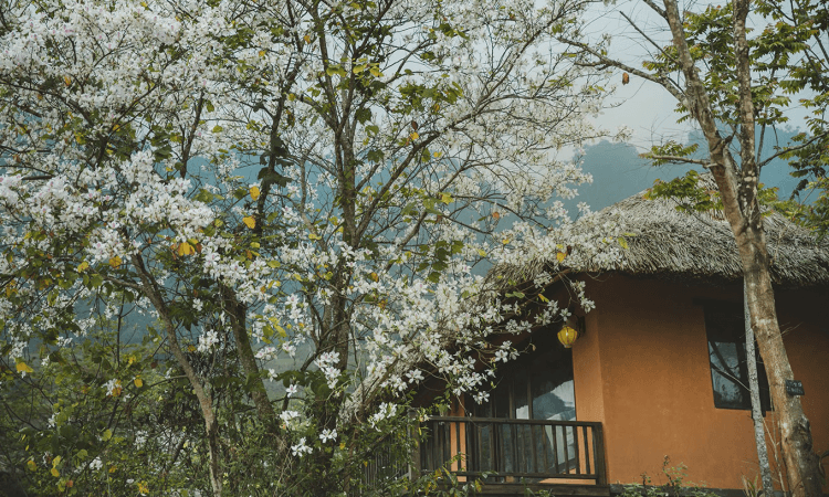 Avana Retreat, where nature, mind and body connect
