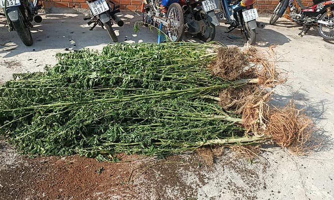 Canadian grows 'medicinal' cannabis in Binh Thuan