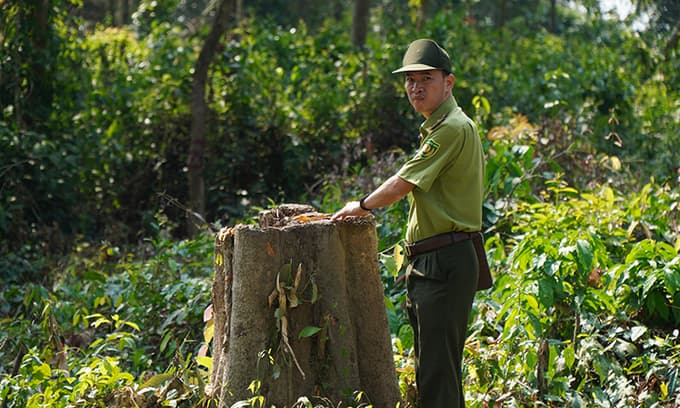 Gaur dies of old age in Vietnam nature reserve