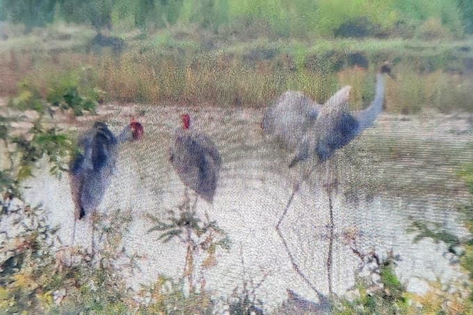 Red-crowned cranes reappear in Mekong Delta