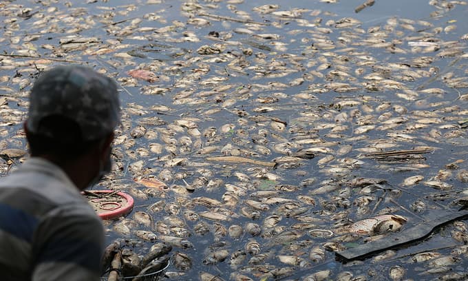 Wastewater washed into Saigon canal by rains kills fish en masse