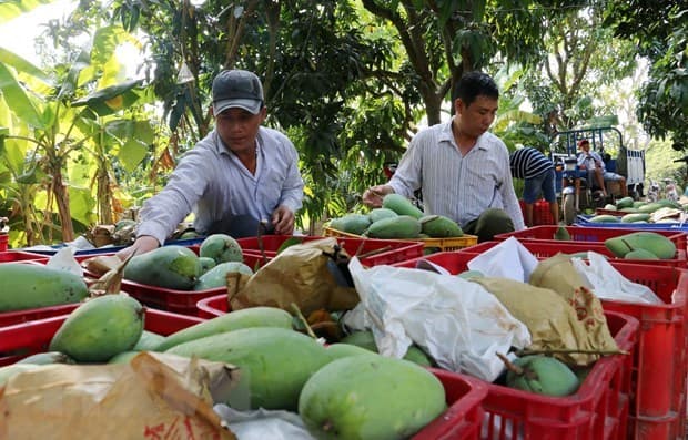 Ministry targets 650 million USD from mango exports by 2030