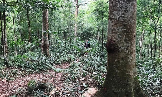 Quang Ninh seeks forest area for Chinese investor’s IZ expansion