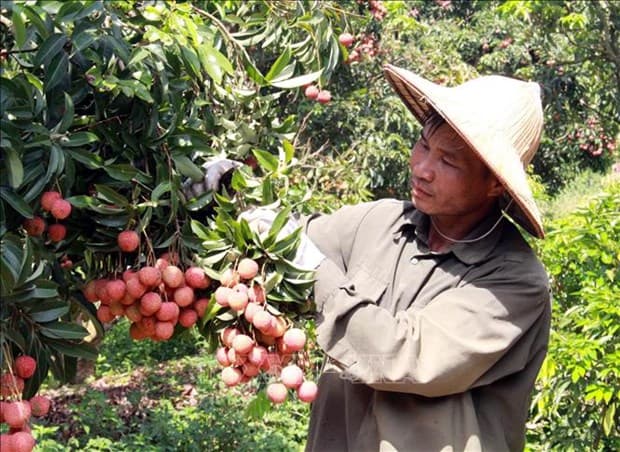 Vietnam ready to monitor lychee exports to Japan
