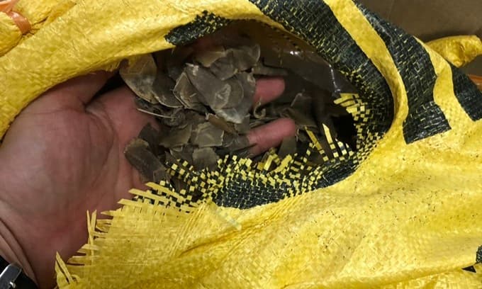 Four investigated for smuggling nearly one ton of pangolin scales in Hanoi