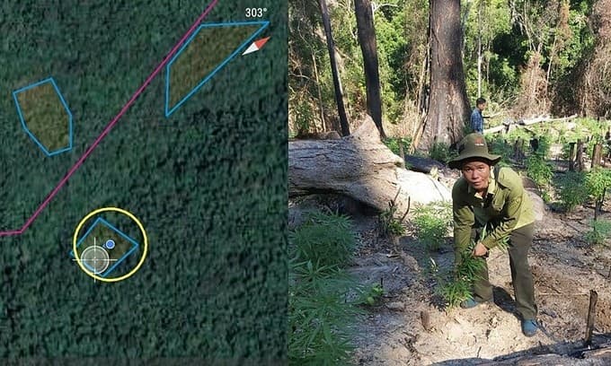 Remote sensing images reveal deforestation for cannabis cultivation