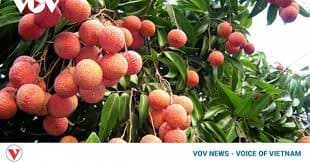 Bac Giang ships nearly 11,000 tons of lychees to U.S., Japan