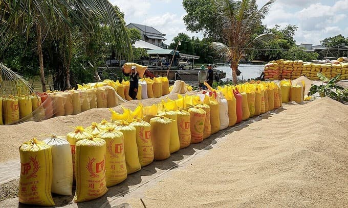 Vietnamese rice faces competition from India in Philippines