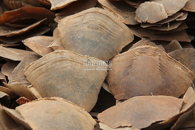 Defendants face jail sentence for trafficking pangolin scales