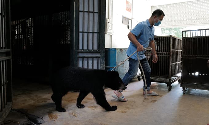 Sanctuary receives last bears from Hanoi circus