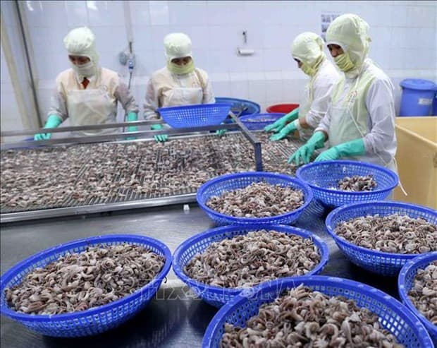 Squid, octopus exports to China remain on the rise