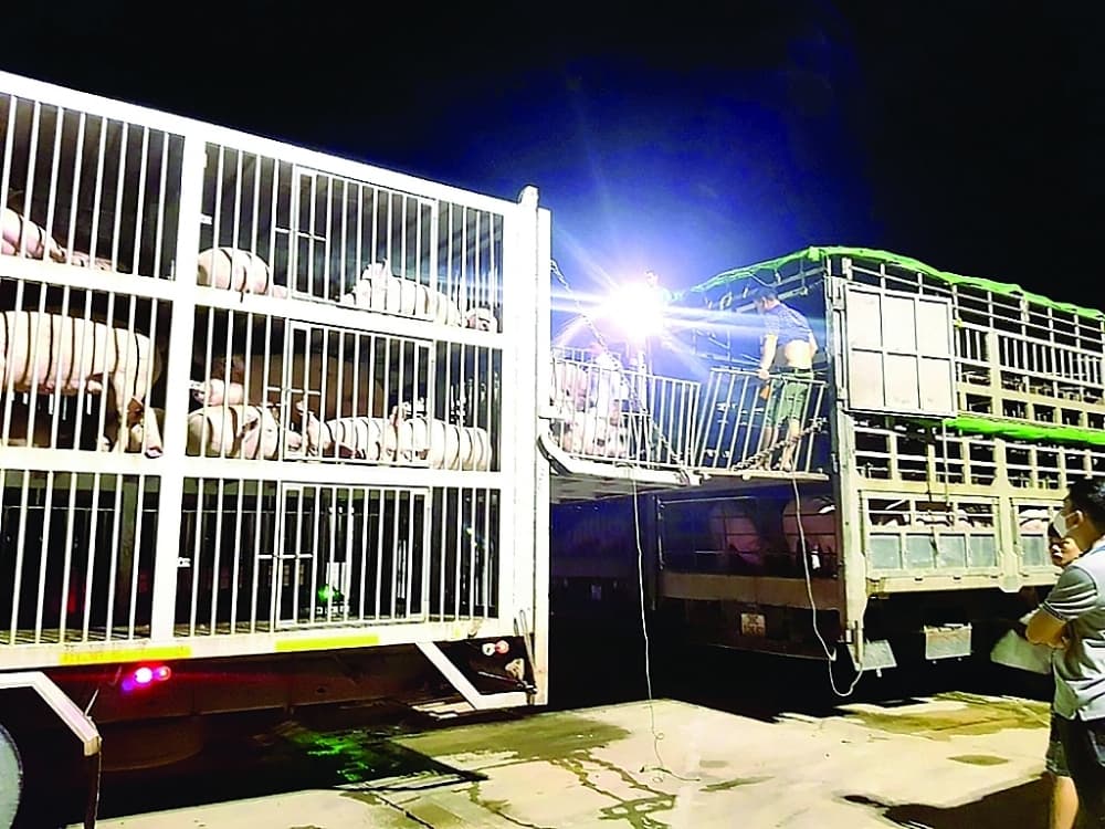 Live pig imports should be controlled
