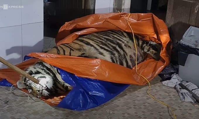 Man gets two-year suspended sentence for tiger carcass purchase