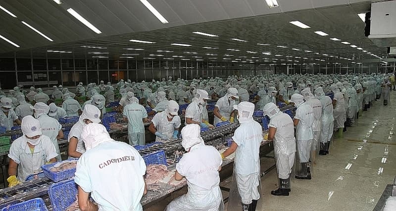 Two reasons leading to slow exports of seafood to the EU in the second half of the year