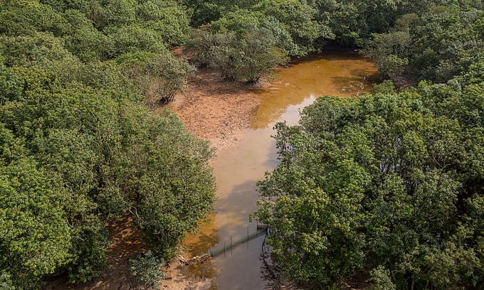 Central Vietnam mangrove restoration project wins 2021 Risk Award