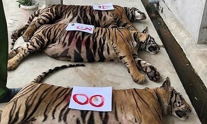 Anesthetizing process suspect in death of rescued tigers in central Vietnam