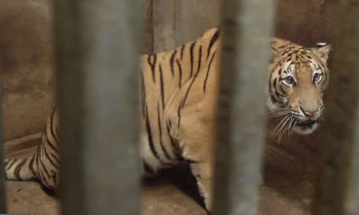House owner with 14 tigers in basement arrested