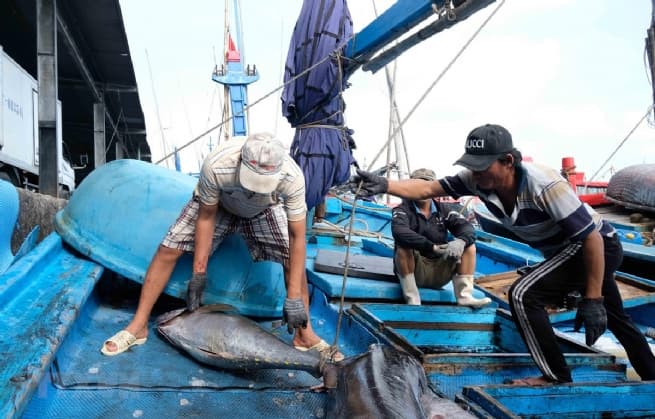 IUU Fishing Hinders Vietnam’s Seafood Exports to EU