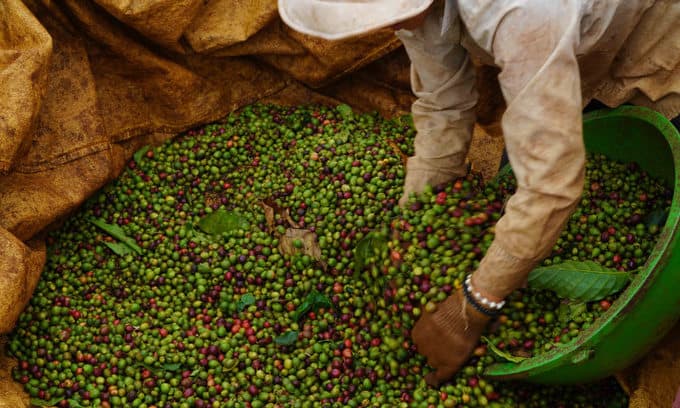 Global coffee market disrupted by Vietnam restrictions