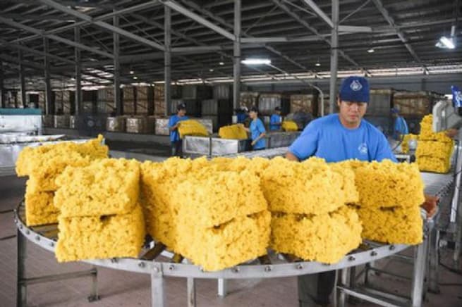 Rubber Exports Severely Affected by High Shipping Costs
