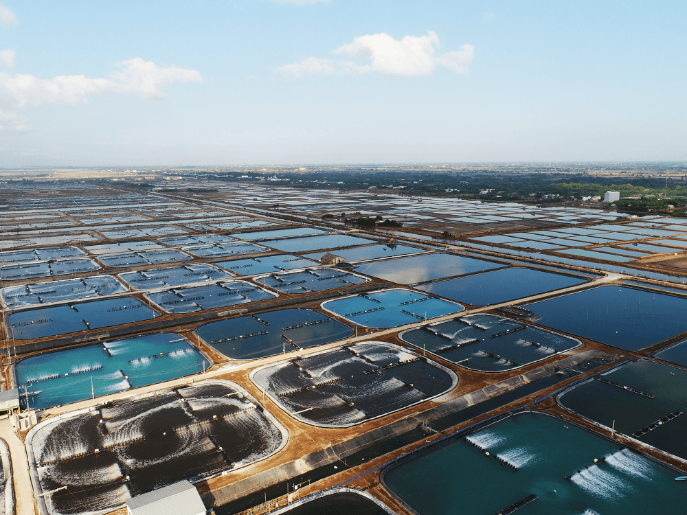Seafood enterprises expand labor in green areas