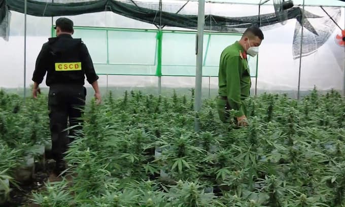 Dak Lak farmer plants cannabis to survive Covid