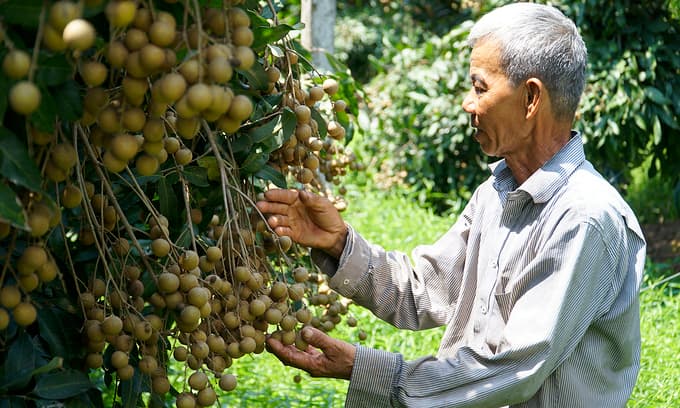 Unsold meat and eggs pile up in southern localities