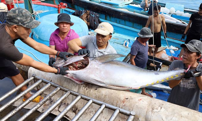 Vietnam goes past Thailand, becomes Israel's biggest tuna supplier