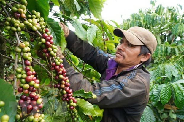 Vietnam, Australia cooperate in organic food trade