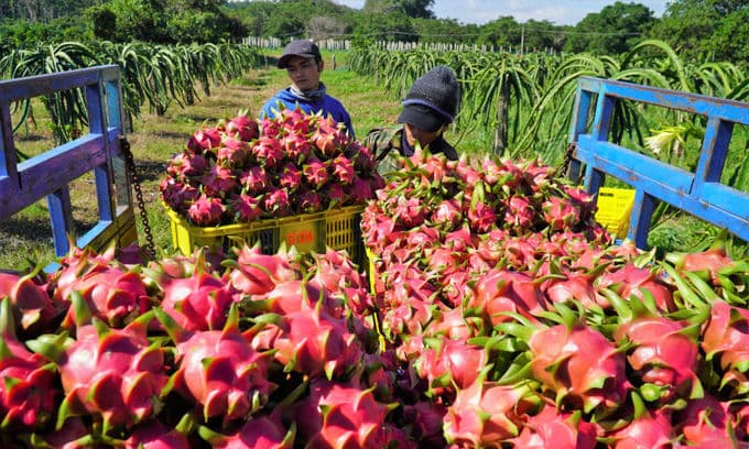 China partly suspends dragon fruit imports from Vietnam