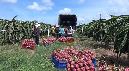 Fruit and vegetable exports to China continue to plummet