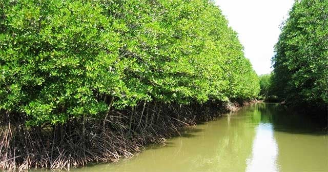 Master Plan for Coastal Forest Development and Protection Approved