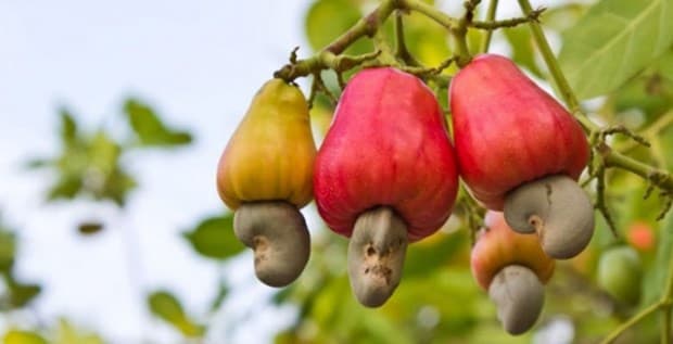 Vietnamese cashew nuts occupy nearly 90 percent of US market share