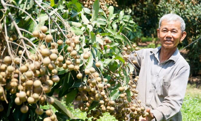 Mekong Delta fruit prices surge as travel restrictions ease