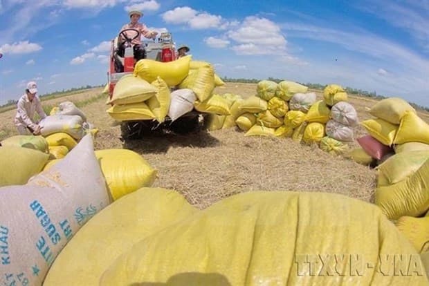 Can Tho company to export 15,000 tonnes of rice to RoK