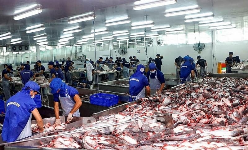 Pangasius exports to the US grow strongly