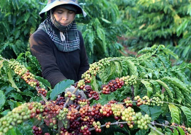 RoK, Japan look to boost agricultural exports to Vietnam
