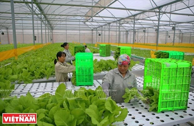 Vietnam needs to build linkages in organic farming