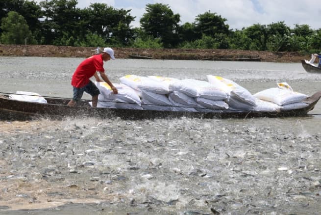 Vietnamese Pangasius Keeps Wagging Its Tail to Go Far