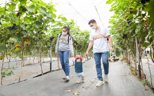Hanoi promotes eco-agriculture in combination with tourism