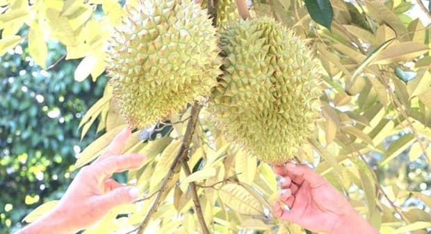 Vietnam expects official export of durian to China