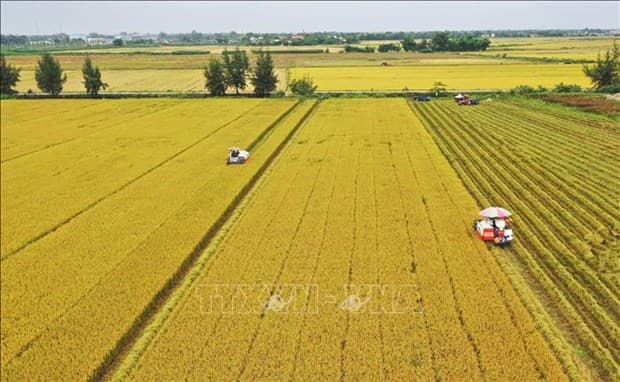 Vietnam eyes to be responsible, sustainable food supplier: Minister