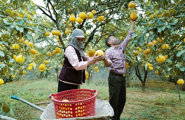 Over 1,650 Vietnamese firms receive codes to export farm produce to China